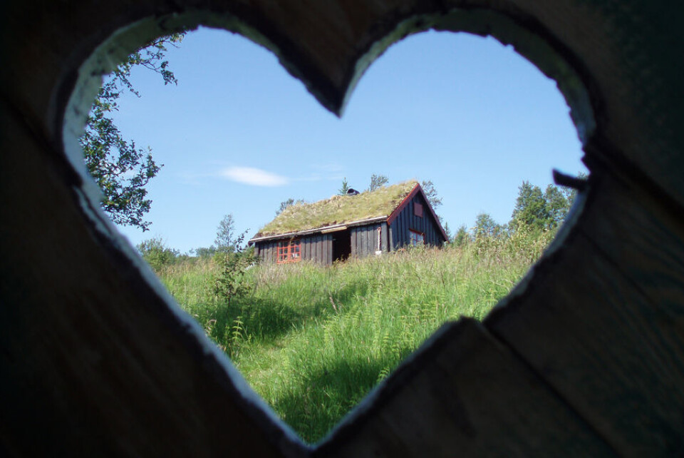 Stor koiepågang – stort sett positivt