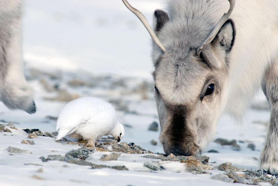 Regnet stopper reinen på Svalbard