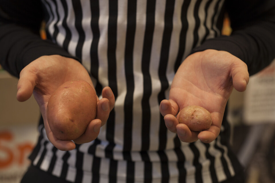 Snål frukt til en billigere penge