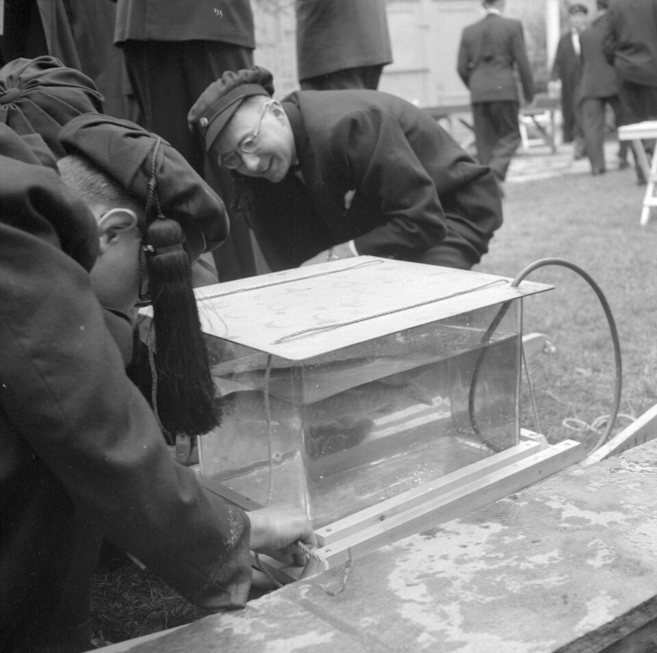 Studenter med luer under en Aarhønefest i 1958.