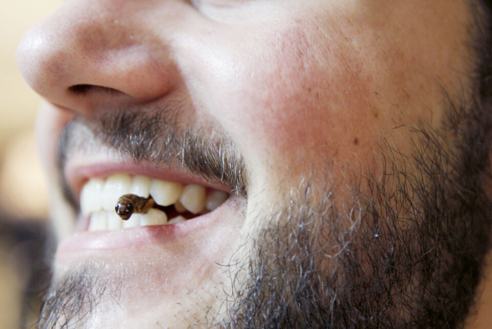 Spiselige insekter