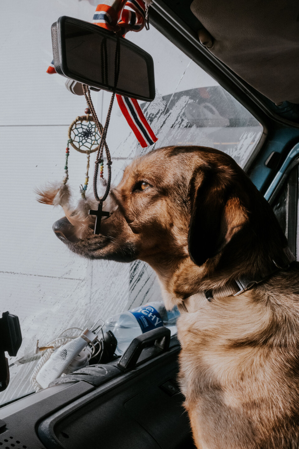 HUNDEN LOLA: Lola har fast plass i vanen, på fanget til den som ikke kjører.
