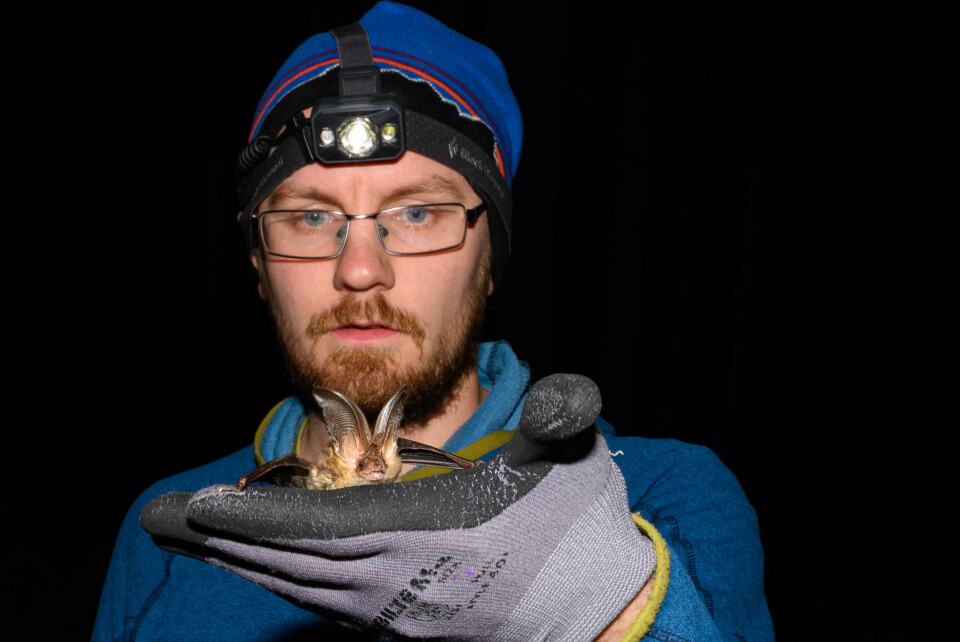 NATTDYR: Rune Sørås holder en brunlangøre, som foretrekker å jakte i mørke skoger.