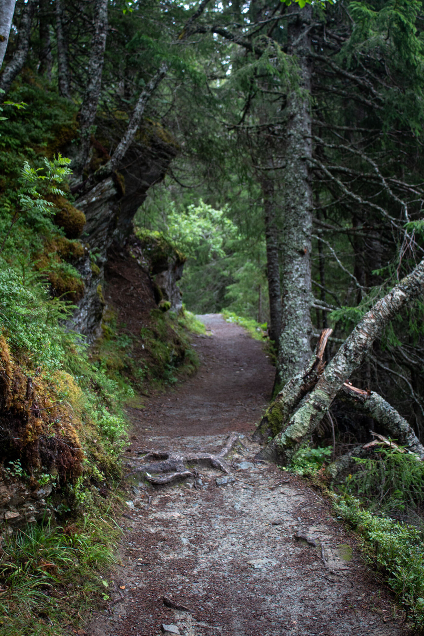 <b>NÆR NATUR: </b>Oppover Byåsen finner du dyp skog, snirklete stier og mange hvileplasser. <b>NÆR NATUR: </b>Oppover Byåsen finner du dyp skog, snirklete stier og mange hvileplasser.