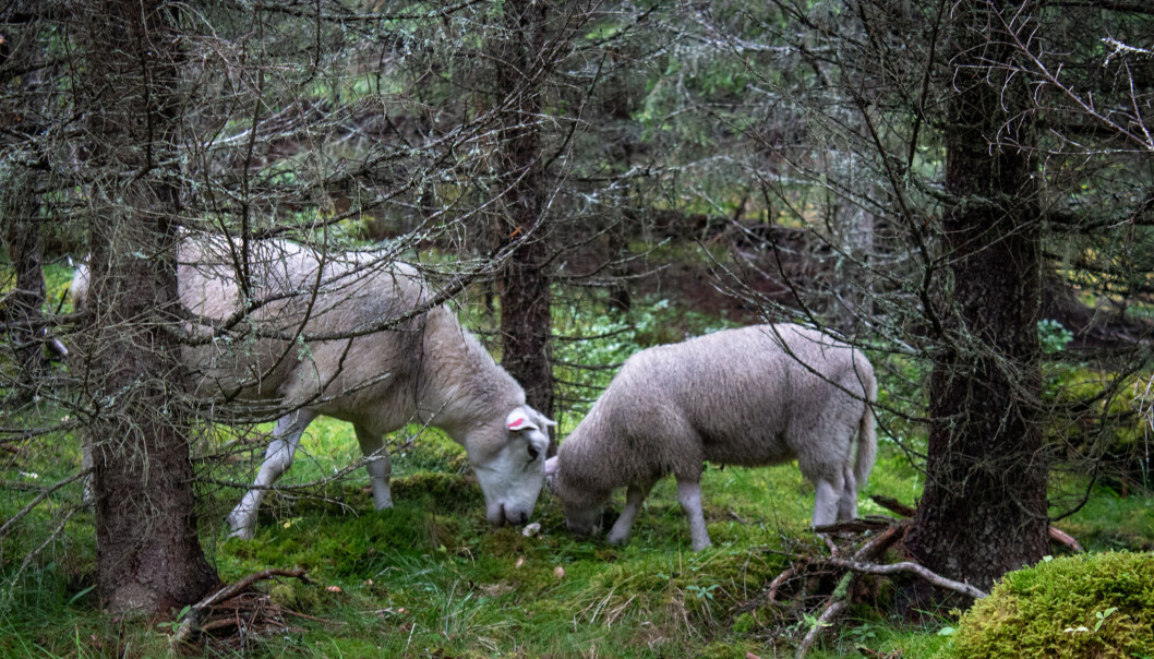 <b>MAJESTETISKE DYR: </b>Ulne vesener gir gode fotoobjekt. <b>MAJESTETISKE DYR: </b>Ulne vesener gir gode fotoobjekt.