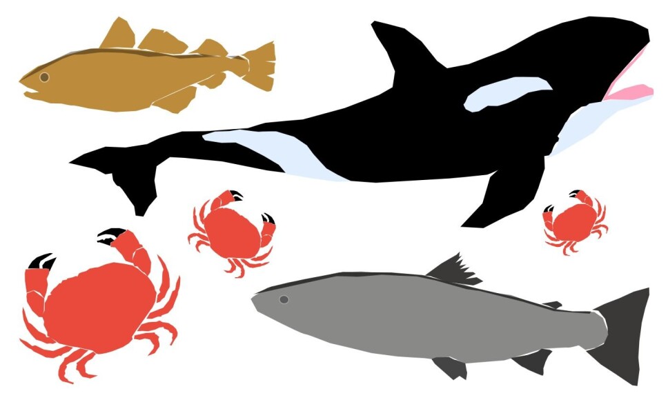 Kreftfremkallende krabber og forurenset fisk