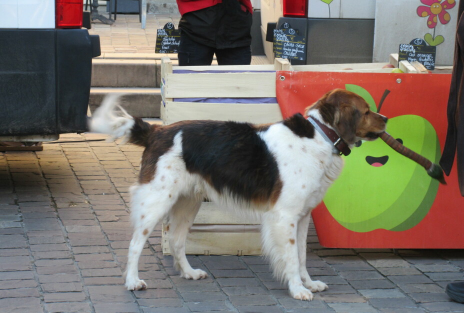 DYRELIV: Caen er full av søte hunder. Her er en som besøker markedet.
