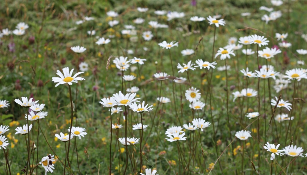 SOMMER: Dette er bare et bilde av noen blomster, intet mer, intet mindre. SOMMER: Dette er bare et bilde av noen blomster, intet mer, intet mindre.