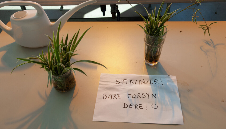Planterikets underlige verden