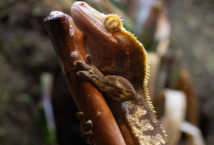 Kjæledyr til glede eller til besvær