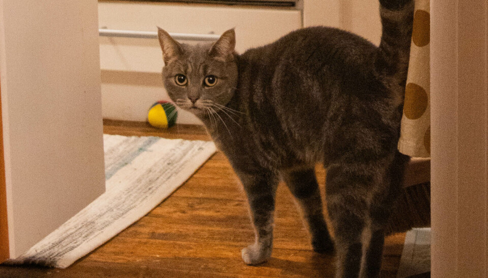 VILTER: Katten Klara er en utekatt som er av den selvstendige typen. Allikevel kommer hun løpende når Solan Alexander Berg plystrer på henne.