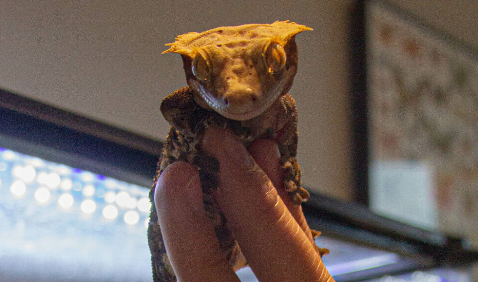 REPTIL: Dette er Frode han er en gekko.