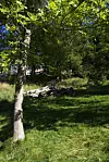 En park med gress, trær og en samling felte trestammer i sollyset.